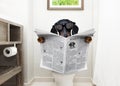 Dog on toilet seat reading newspaper Royalty Free Stock Photo