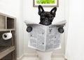 Dog on toilet seat reading newspaper