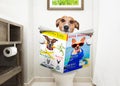 Dog on toilet seat reading newspaper Royalty Free Stock Photo