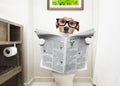 Dog on toilet seat reading newspaper Royalty Free Stock Photo