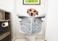 Dog on toilet seat reading newspaper Royalty Free Stock Photo