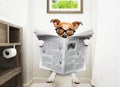 Dog on toilet seat reading newspaper Royalty Free Stock Photo