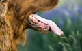 Dog tongue closeup Royalty Free Stock Photo