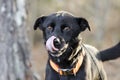 Dog tongue licking nose, black lab mixed breed