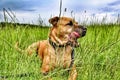 Dog,tongue,meadow,sky,bestfriends Royalty Free Stock Photo