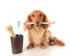 Dog and tooth brush Royalty Free Stock Photo