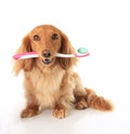 Dog toothbrush Royalty Free Stock Photo