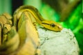 Dog-toothed cat-eye (Boiga cynodon) in the snake farm. Boiga cynodon, commonly known as the dog-toothed cat snake, is a nocturnal Royalty Free Stock Photo