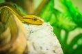 Dog-toothed cat-eye (Boiga cynodon) in the snake farm. Boiga cynodon, commonly known as the dog-toothed cat snake, is a nocturnal Royalty Free Stock Photo