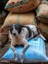 Dog on top of bags of spices at the spice market of chandni chowk in old delhi