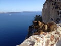 Dog on Top of the world in Santorini