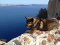 Dog on Top of the world in Santorini