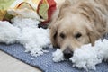 The dog tore the furniture of the house. Golden Retriever alone at home without people