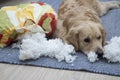 The dog tore the furniture of the house. Golden Retriever alone at home without people