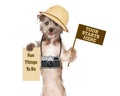 Dog tour guide with camera and signs Royalty Free Stock Photo