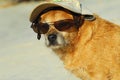 Dog tourist in Caribbean Royalty Free Stock Photo