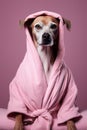 Puppy dog pet breed cute animal Royalty Free Stock Photo