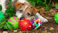 Dog Toy Adorable Puppy Face Plays Royalty Free Stock Photo