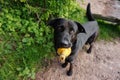 Dog with toy