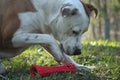 Dog with Toy Royalty Free Stock Photo
