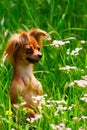 Dog toy terrier in grass