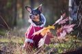 Dog, a toy terrier, a stylishly dressed little dog