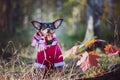 toy terrier, a stylishly dressed little dog in a sweater and a sheepskin coat, against the backdrop of late autumn. Clothes Royalty Free Stock Photo