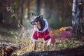 Toy terrier, a stylishly dressed little dog in a sweater and a sheepskin coat, against the backdrop of late autumn. Clothes Royalty Free Stock Photo