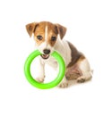 Dog toy on a white background Royalty Free Stock Photo
