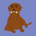 Dog with toys for brushing or massaging teeth. Dog dental health. Canine dental care and hygiene concept. Vector