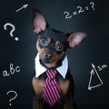 A dog, toyterrier a tie and a white collar. Royalty Free Stock Photo