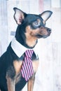 A dog, toyterrier a tie and a white collar. Education, training Royalty Free Stock Photo