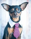 A dog, toyterrier a tie and a white collar. Education, training Royalty Free Stock Photo