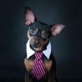 A dog, toyterrier a tie and a white collar. Education, training of dogs. Royalty Free Stock Photo