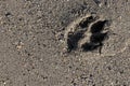 Dog trace on sand Royalty Free Stock Photo