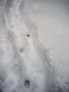 Dog traces on deep snow top view Royalty Free Stock Photo