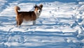 Dog traces in snow Royalty Free Stock Photo