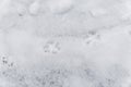Dog traces on white snow Royalty Free Stock Photo