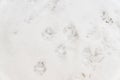 Dog traces on white snow Royalty Free Stock Photo