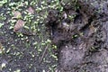 Dog track in mud. Animal footprint on the road in close up view. Royalty Free Stock Photo