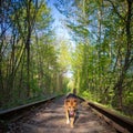 The dog is on the track railway line in forest Royalty Free Stock Photo