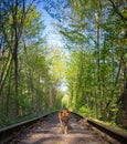 The dog is on the track railway line in forest Royalty Free Stock Photo