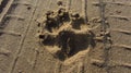 A dog track on the sand