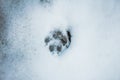 Dog track in the snow Royalty Free Stock Photo