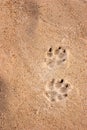 Dog tracks Royalty Free Stock Photo