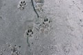 Dog tracks on the beach. Animal tracks on a sandy beach Royalty Free Stock Photo
