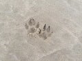 Dog tracks on the beach sand Royalty Free Stock Photo