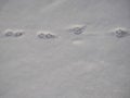 Dog tracks on freshly fallen snow Royalty Free Stock Photo