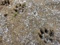 Dog tracks on the ground Royalty Free Stock Photo