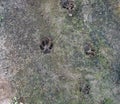 Dog tracks on the ground top view Royalty Free Stock Photo